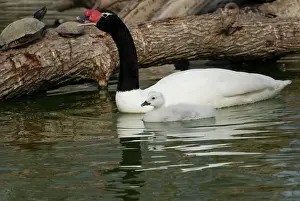 Cygnet: Black-Necked Swan and Cygnet