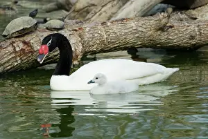 Cygnet: Black-necked Swan and cygnet