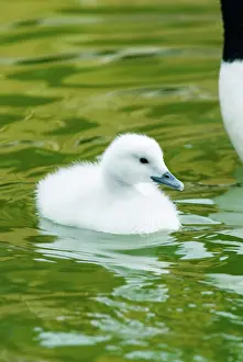 Cygnet: Black-necked Swan cygnet