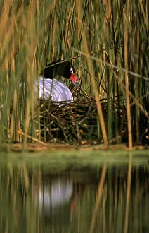 Scirpus: Black-necked Swan female on the nest - Breeding