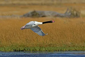 Melanocorypha: Black-necked Swan - in flight