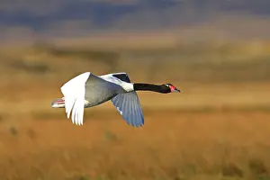 Melanocorypha: Black-necked Swan - in flight
