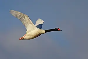 Melanocorypha: Black-necked Swan - in flight