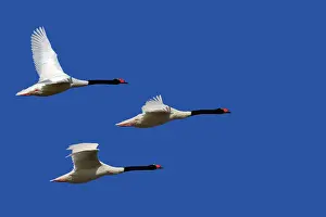 Melanocorypha: Black-necked Swan - three in flight