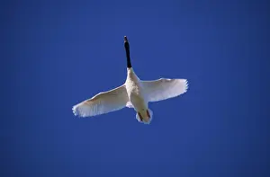 Yves Bilat: Black-necked Swan - In flight