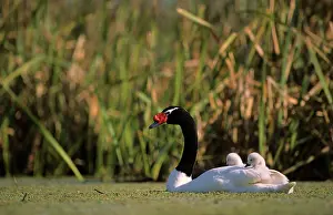 Hitchhiking: Black-necked Swan male with 3-9 days's chicks