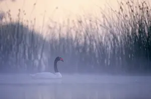 Yves Bilat: Black-necked Swan male