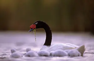 Scirpus: Black-necked Swan male with chicks - Breeding site