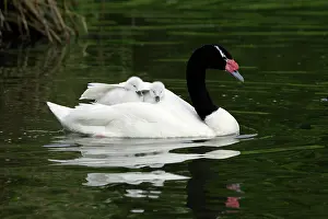 Melanocoryphus: Black-necked Swan - parent bird transporting 2