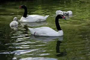 Melanocoryphus: Black-necked Swan - parents with cygnets on lake