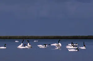 Yves Bilat: Black-necked Swan - Postbreeding gathering (summer-autumn)