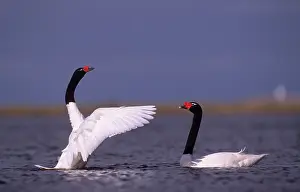 Yves Bilat: Black-necked Swan - prebreeding display
