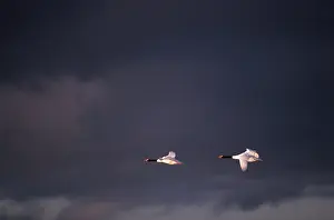Yves Bilat: Black-necked Swans - In flight