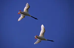 Yves Bilat: Black-necked Swans - In flight