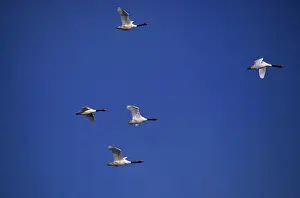 Yves Bilat: Black-necked Swans - In flight