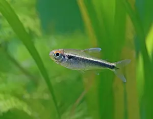 Neon: Black neon tetra - side view, tropical freshwater