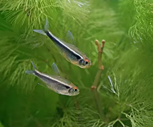 Neon: Black neon tetras - side view, tropical freshwater