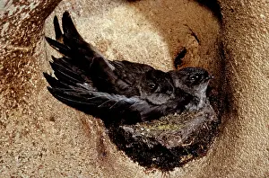 Swiftlet: Black-nest Swiftlet - in cave