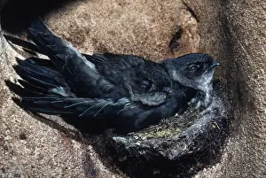Swift: BLACK-NEST SWIFTLET - on nest