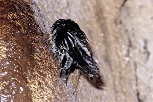 Sarawak: Black-Nest Swiftlet, Sarawak, Malaysia