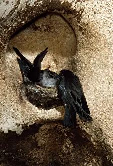 Swifts: Black-nest SWIFTLET - two, by nest