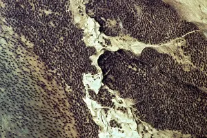 Swiftlet: Black-nest Swiftlets nests - & bat colony