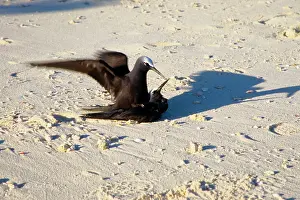 Anous: Black noddies mating