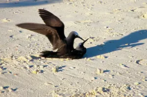Anous: Black noddies mating