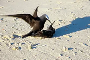 Anous: Black noddies mating
