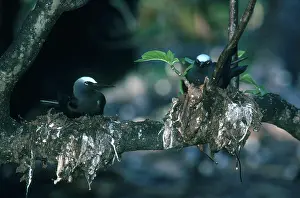 Anous: Black Noddies on Nests