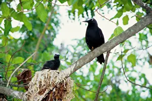 Anous: Black noddy and chick