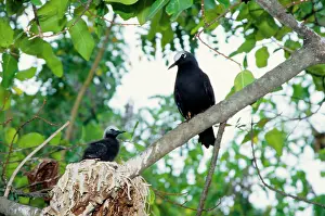 Anous: Black noddy and chick