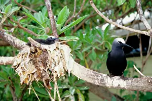 Anous: Black noddy and chick