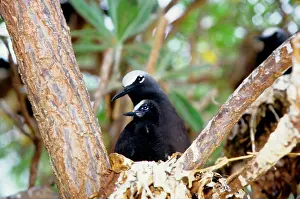 Anous: Black noddy and chick