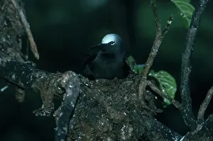 Anous: Black Noddy on Nest