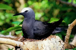 Anous: Black noddy sitting on eggs