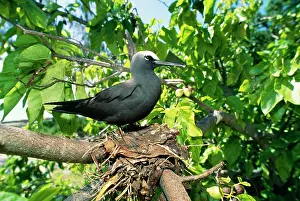Anous: Black Noddy Tern / White Capped Noddy TERN
