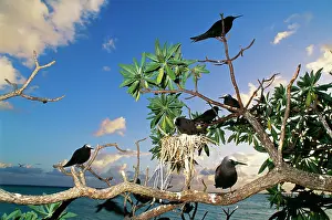 Anous: Black Noddy Terns - on tree