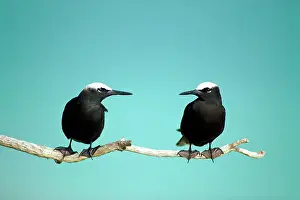Anous: Black Noddy / White-Capped Noddy - Two birds with