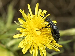030518: Black oil beetle - male - feeding on Dandelion flower - UK
