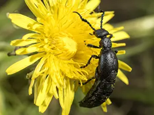 030518: Black oil beetle - male - feeding on Dandelion flower - UK