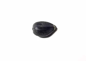 Birdseed: Black Oil Sunflower Seed