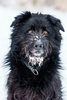 Herding: Black Old German Herding Dog with snout full of