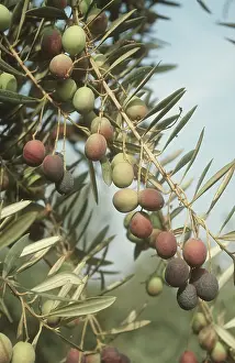 Olea: Black olive fruit