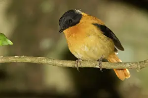 Ficedula: Black and Orange Flycatcher
