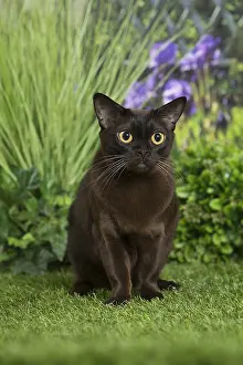 Orientals: Black Oriental Cat