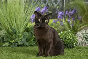 Orientals: Black Oriental Cat