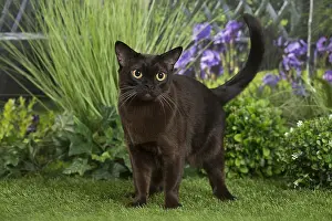 240517: Black Oriental Cat