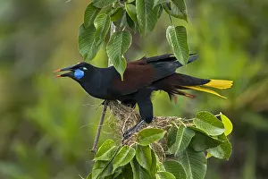 110119: Black Oropendola (Psarocolius guatimozinus) Rio