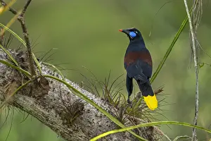 110119: Black Oropendola (Psarocolius guatimozinus) Rio
